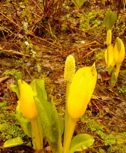 3.18 skunk cabbage