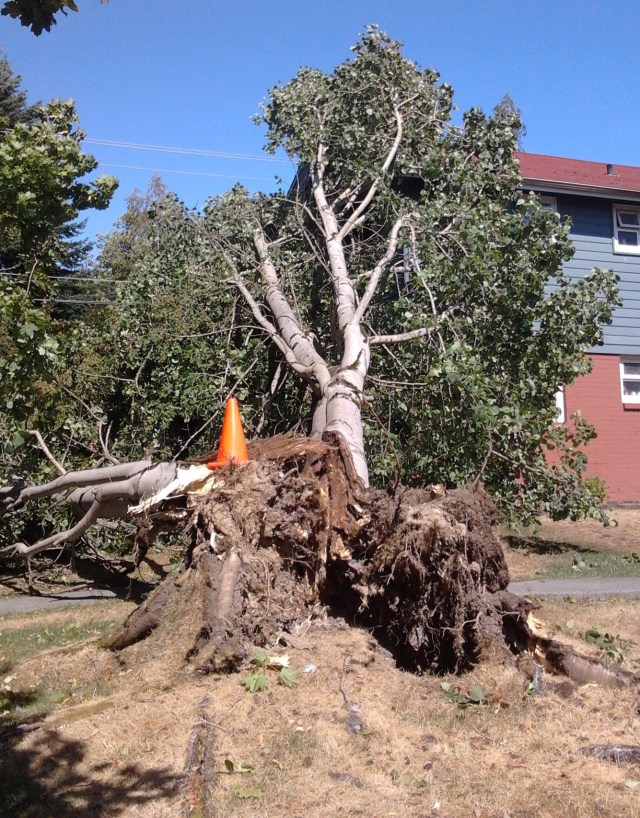 8.29.15 tree 3 poplar