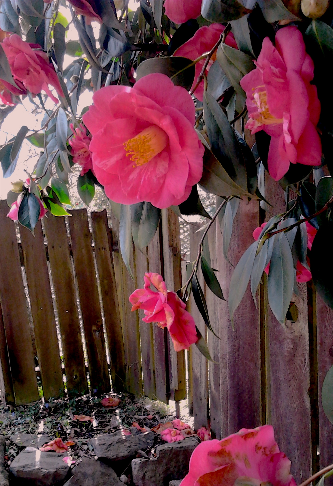 Alley Fence Camellias 4.9.2017 copy
