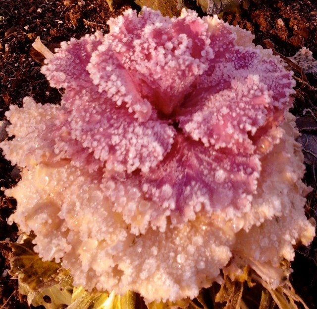 cabbage frost