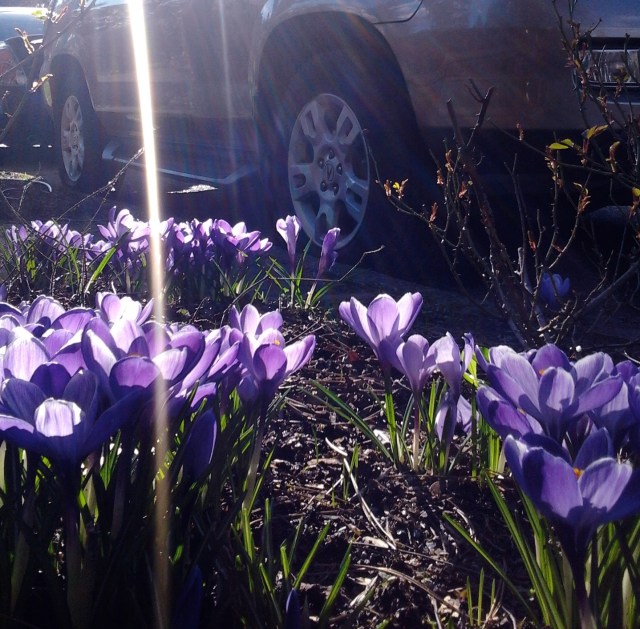 crocuses 3.7.14