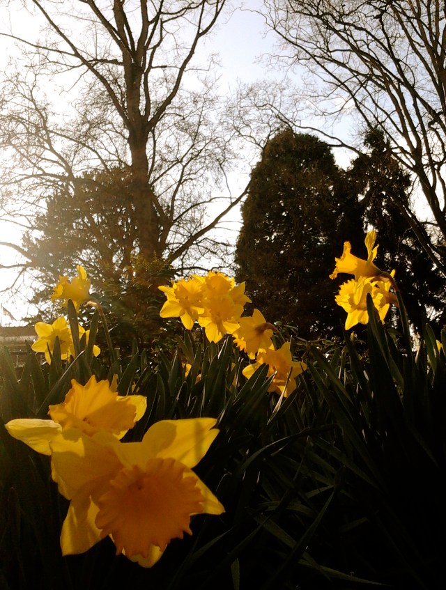 daff