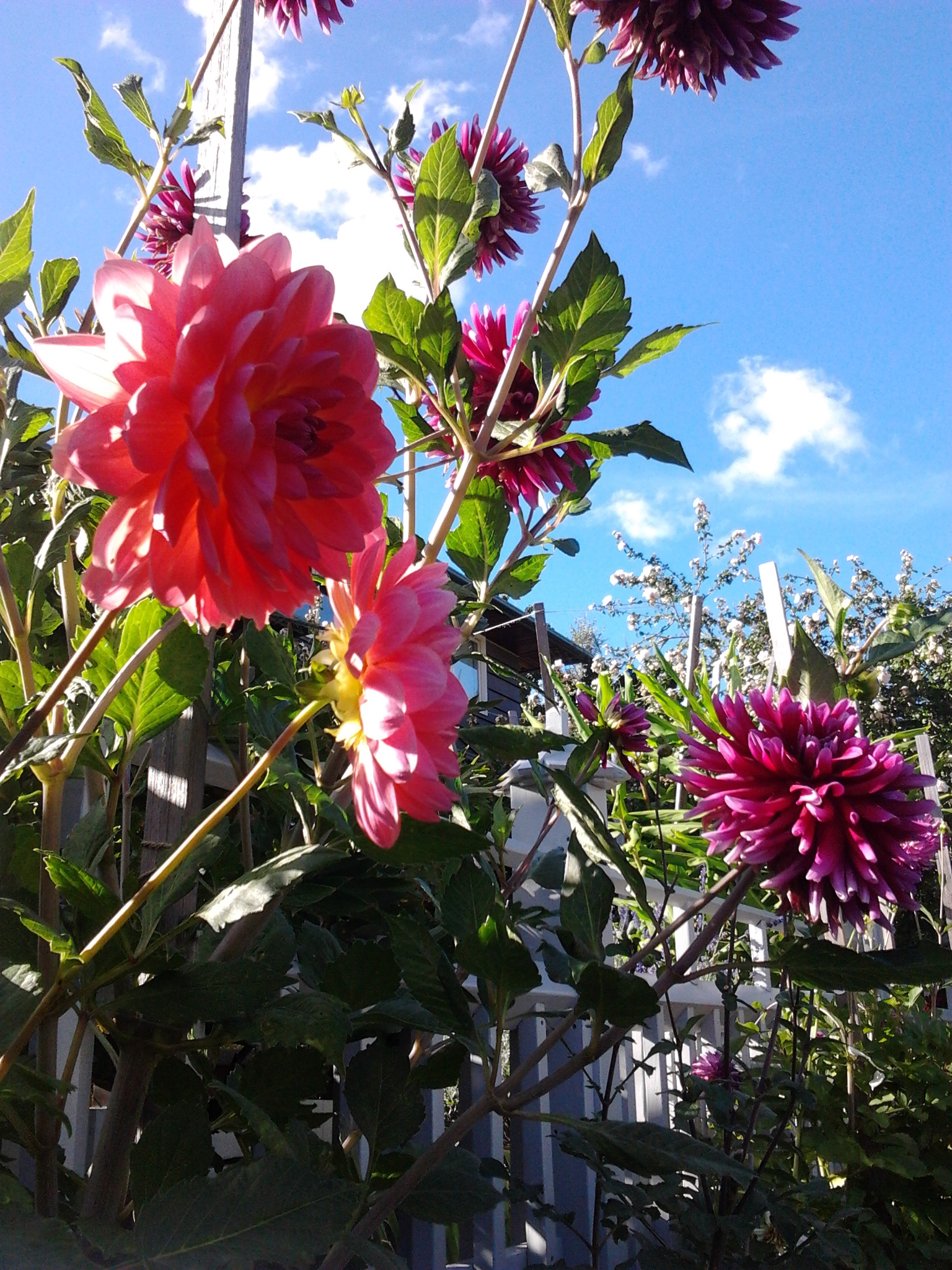 dahlias-9-21-2016