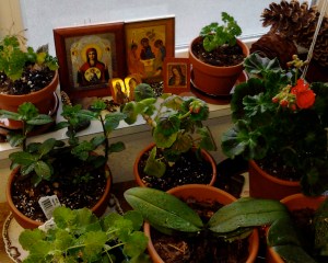 plant table 5.24.12 2