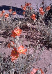 plants scarlet globemallow