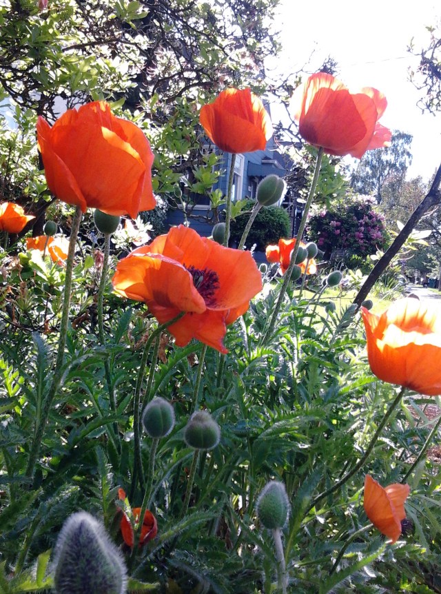 poppies 5.19.14