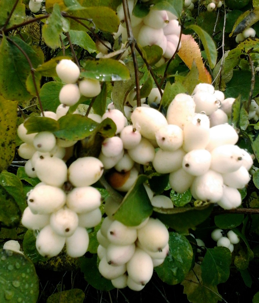 snow berries