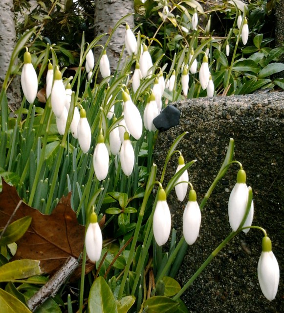 snowdrops