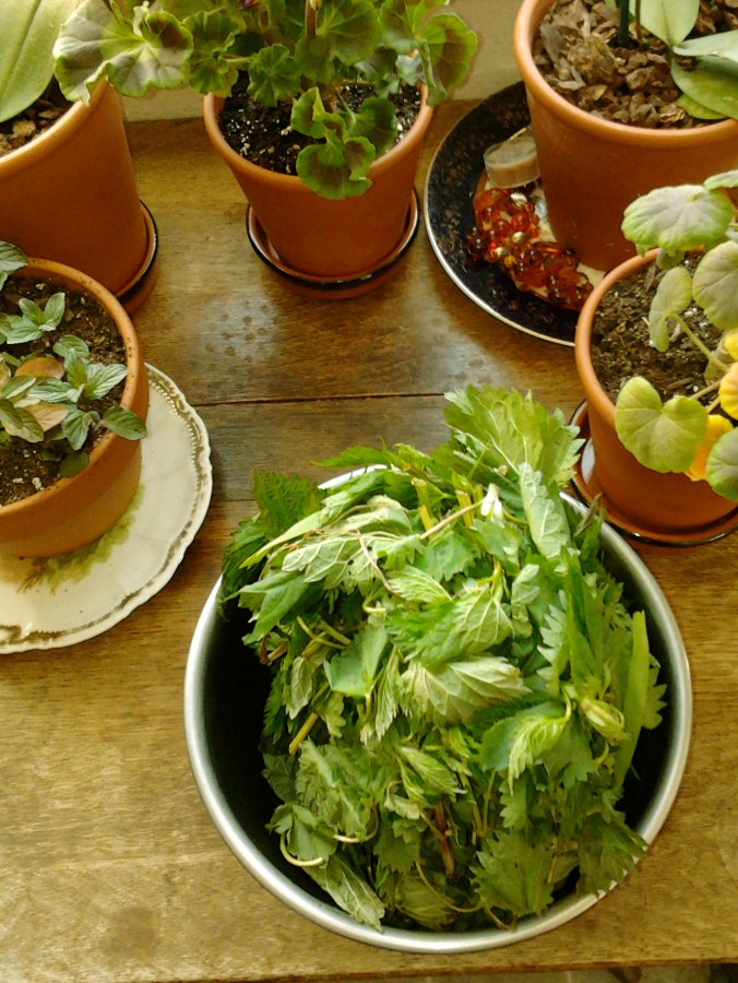 fresh and pre-delicious