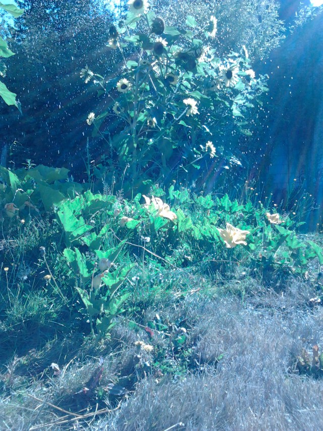 sunflower sprinkler 7.27.13