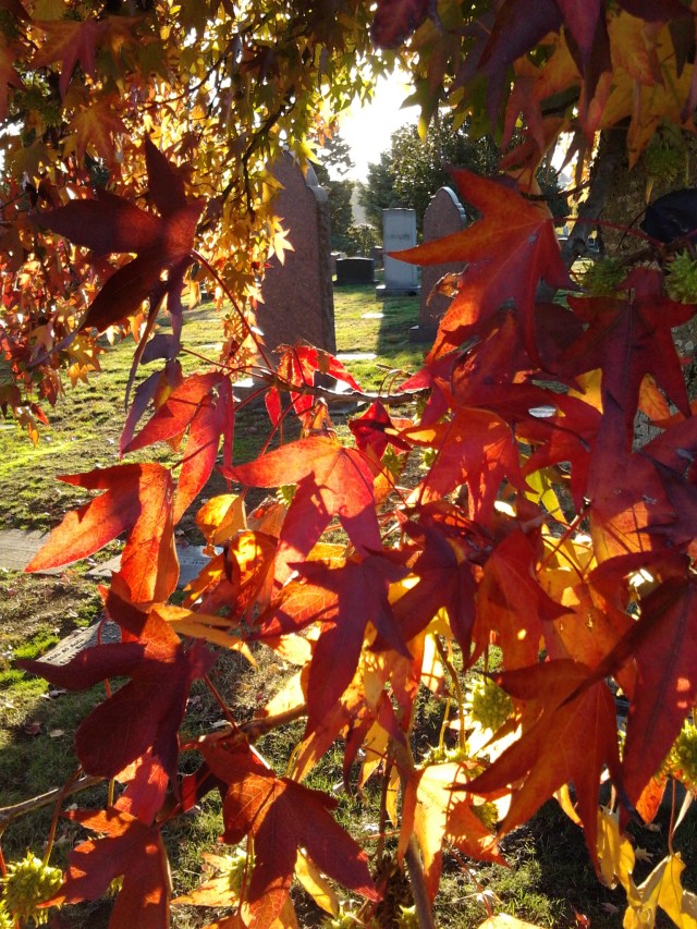 sweet-gum-calvary-10-11-16