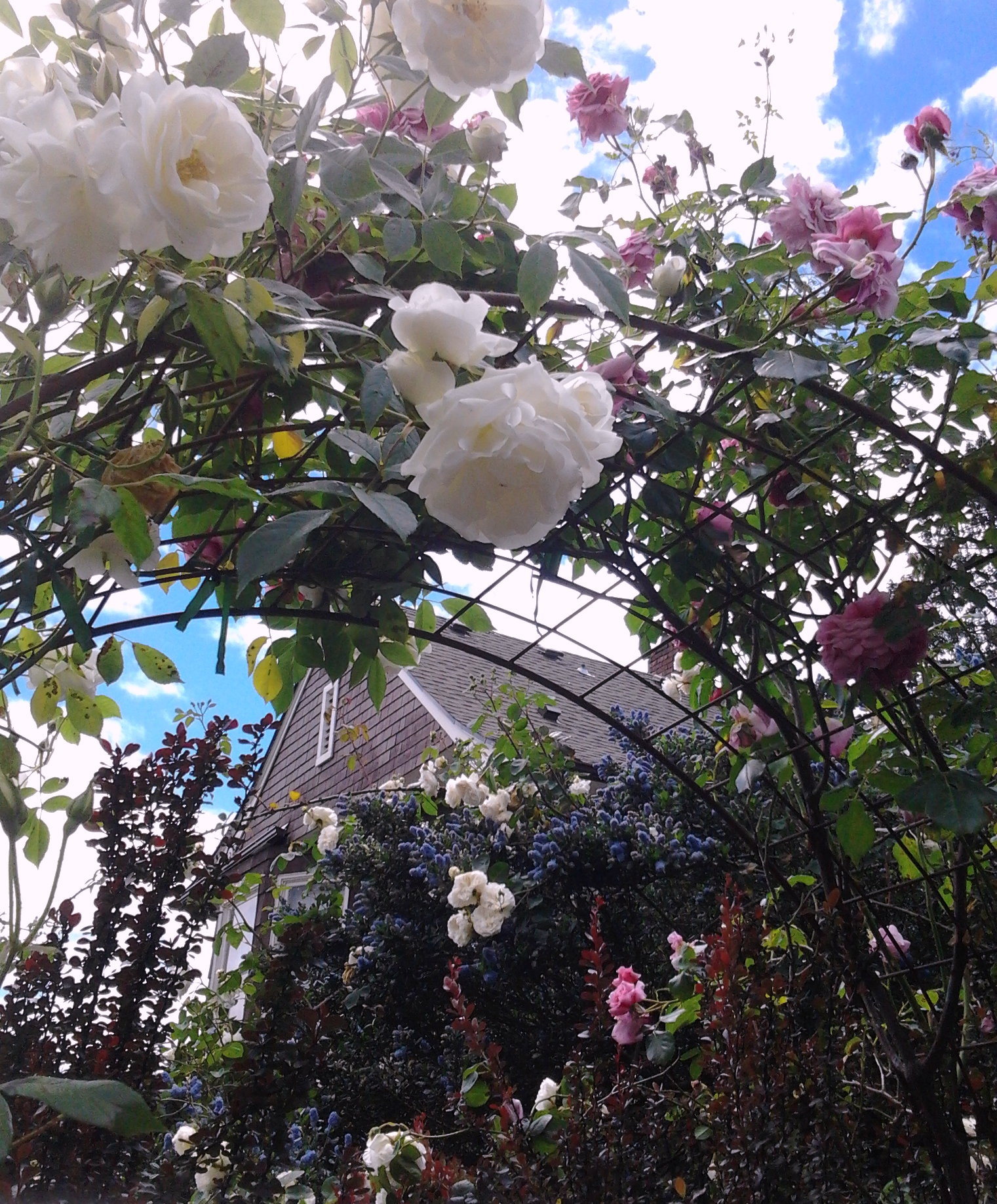 White Rose Arch 6.2017