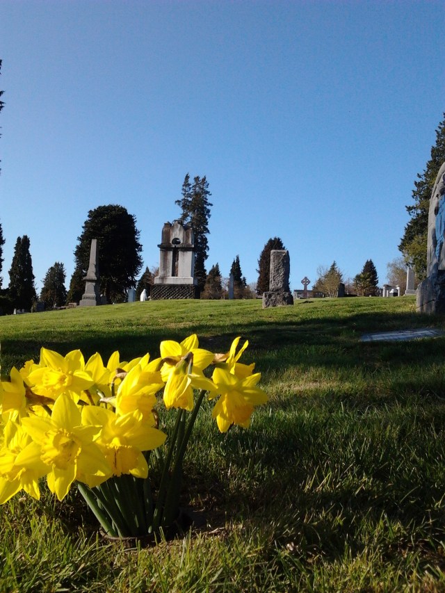 Calvary daffodils