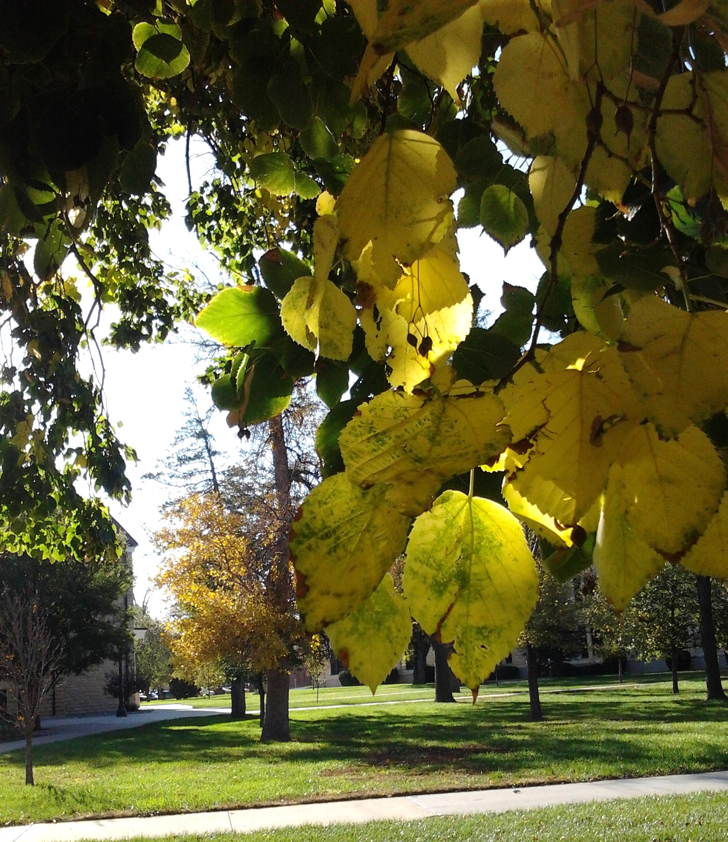 Campus linden tree