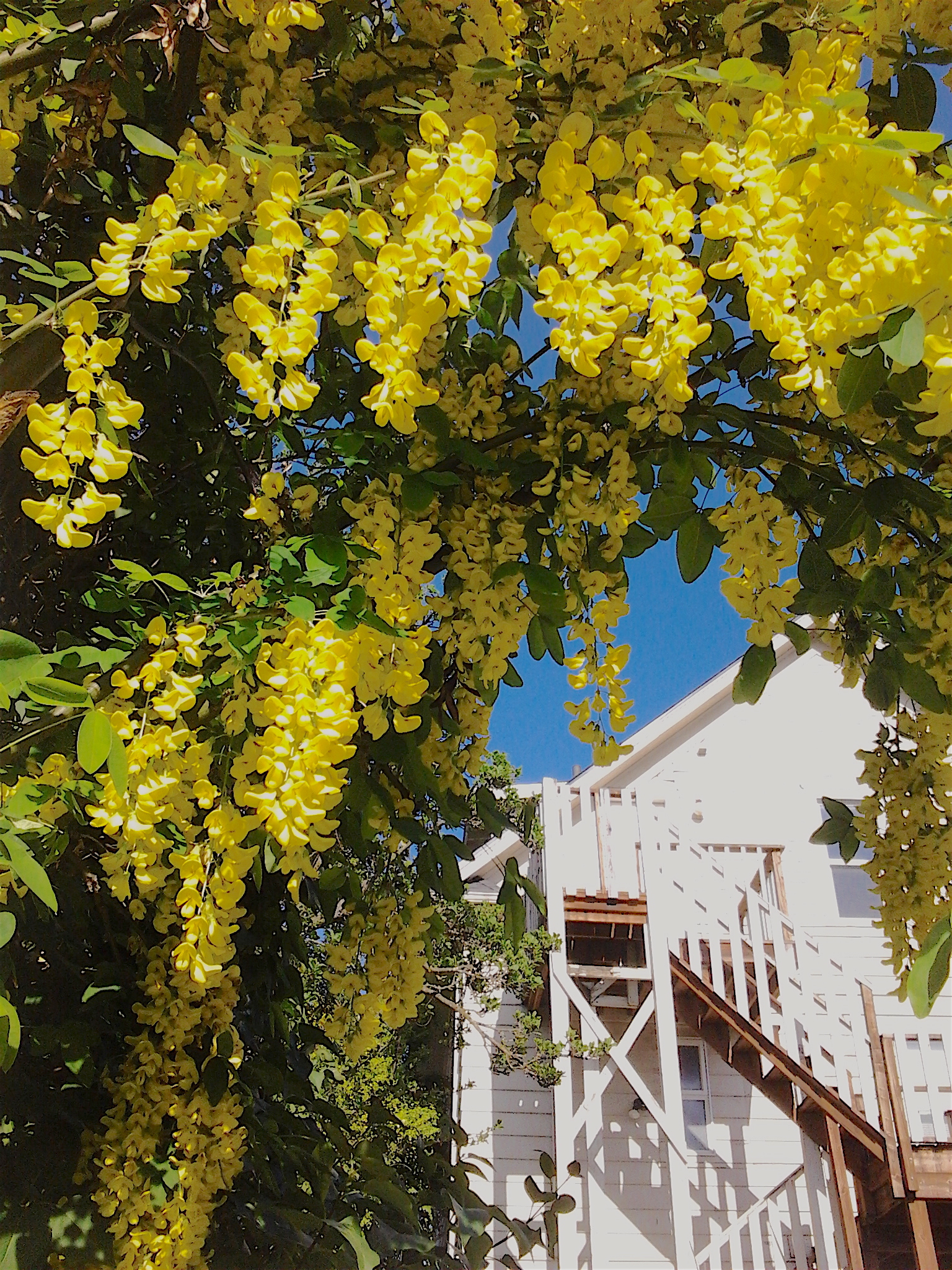 This image has an empty alt attribute; its file name is laburnum-white-house-alley-5.7.2018.jpg
