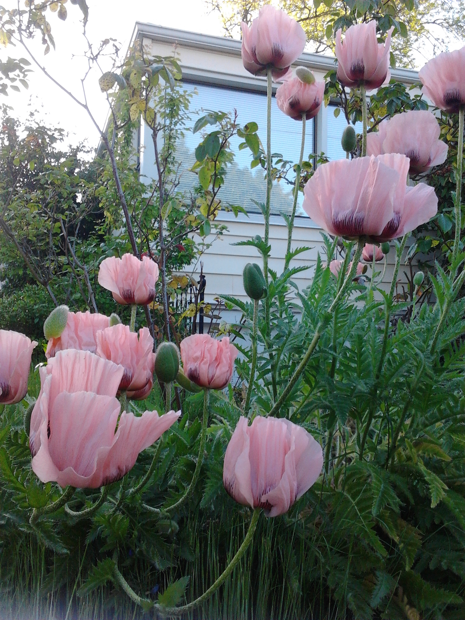 This image has an empty alt attribute; its file name is poppies-pink-house-5.29.2017.jpg